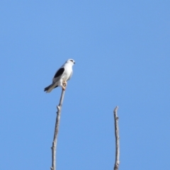 Elanus axillaris at Lawson, ACT - 28 Apr 2024