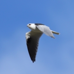 Elanus axillaris (Black-shouldered Kite) at FGC015: Lawson Stormwater Pond - 28 Apr 2024 by TimL