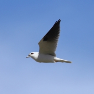 Elanus axillaris at FGC015: Lawson Stormwater Pond - 28 Apr 2024