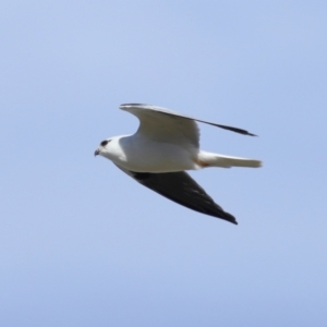 Elanus axillaris at FGC015: Lawson Stormwater Pond - 28 Apr 2024