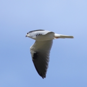 Elanus axillaris at FGC015: Lawson Stormwater Pond - 28 Apr 2024