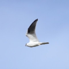 Elanus axillaris at FGC015: Lawson Stormwater Pond - 28 Apr 2024