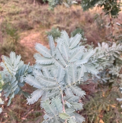 Acacia baileyana (Cootamundra Wattle, Golden Mimosa) at Mount Majura - 1 May 2024 by waltraud