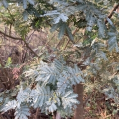 Acacia baileyana at Mount Majura - 1 May 2024 02:43 PM