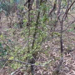 Crataegus monogyna (Hawthorn) at Watson, ACT - 1 May 2024 by waltraud