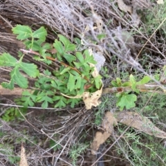 Crataegus monogyna at Mount Majura - 1 May 2024