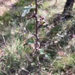 Crataegus monogyna at Mount Majura - 1 May 2024