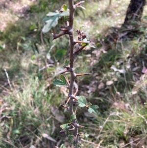 Crataegus monogyna at Mount Majura - 1 May 2024 02:48 PM