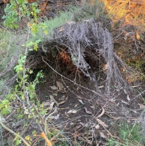 Crataegus monogyna at Mount Majura - 1 May 2024