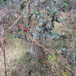 Rosa sp. at Mount Majura - 1 May 2024