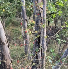 Rosa sp. at Mount Majura - 1 May 2024