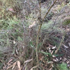 Rosa sp. at Mount Majura - 1 May 2024