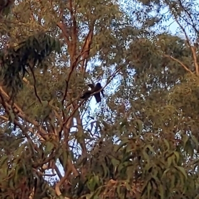 Calyptorhynchus banksii (Red-tailed Black-cockatoo) at Kensington, WA - 2 May 2024 by kentstreetshs