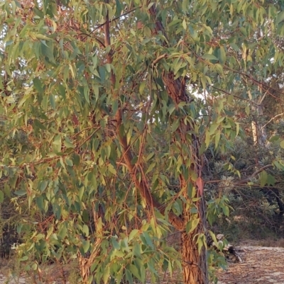 Eucalyptus (genus) (A Gum Tree) at Kensington, WA - 2 May 2024 by kentstreetshs