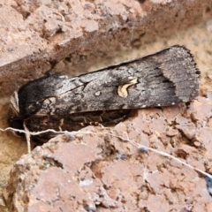 Proteuxoa restituta (Black-bodied Noctuid) at Sullivans Creek, Lyneham South - 3 May 2024 by trevorpreston