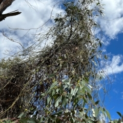 Cassytha melantha (Coarse Dodder-Laurel) at Namadgi National Park - 22 Dec 2023 by dwise