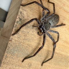 Isopeda canberrana (Canberra Huntsman Spider) at Cotter Reserve - 24 Dec 2023 by dwise