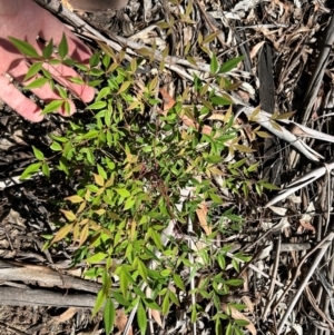 Nandina domestica at Pine Island to Point Hut - 1 Feb 2024 12:01 PM