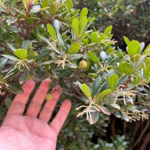 Arbutus unedo at Kambah, ACT - 29 Feb 2024 11:08 AM