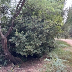 Arbutus unedo at Kambah, ACT - 29 Feb 2024 11:08 AM