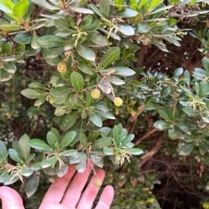 Arbutus unedo at Kambah, ACT - 29 Feb 2024 11:08 AM