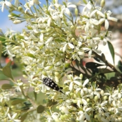 Mordella dumbrelli (Dumbrell's Pintail Beetle) at Pollinator-friendly garden Conder - 12 Dec 2023 by MichaelBedingfield