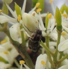 Mordellidae (family) (Unidentified pintail or tumbling flower beetle) at Pollinator-friendly garden Conder - 11 Dec 2023 by michaelb