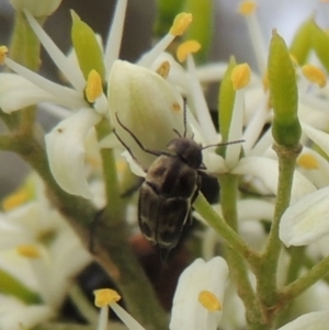 Mordellidae (family) at Pollinator-friendly garden Conder - 11 Dec 2023 03:02 PM