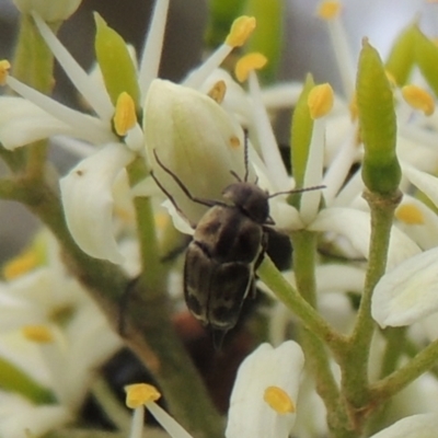 Mordellidae (family) (Unidentified pintail or tumbling flower beetle) at Pollinator-friendly garden Conder - 11 Dec 2023 by MichaelBedingfield