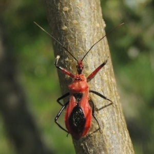 Gminatus australis at Pollinator-friendly garden Conder - 12 Dec 2023 04:20 PM