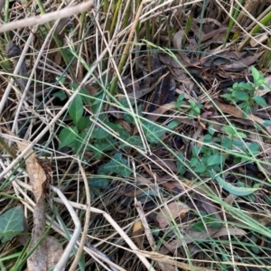 Ligustrum lucidum at Mount Majura - 10 Apr 2024