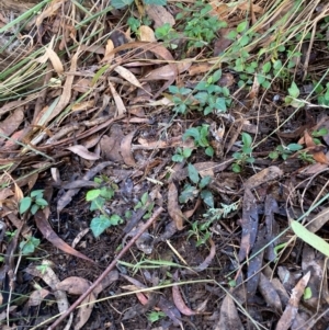 Ligustrum lucidum at Mount Majura - 10 Apr 2024