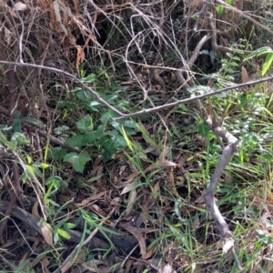 Rubus anglocandicans at Mount Majura - 10 Apr 2024 08:36 AM