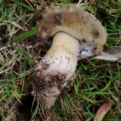 Tylopilus sp. (A Bolete) at Eurobodalla National Park - 2 May 2024 by Teresa