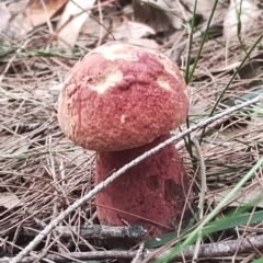 Unidentified Bolete - Fleshy texture, stem central (more-or-less) at Potato Point, NSW - 2 May 2024 by Teresa