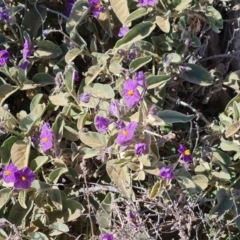 Solanum sp. at Callanna, SA - 3 May 2024 by Mike