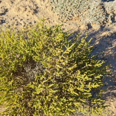 Unidentified Other Shrub at Stuarts Creek, SA - 2 May 2024 by Mike