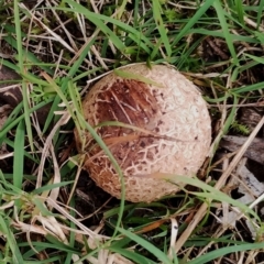 Scleroderma sp. (Scleroderma) at Potato Point, NSW - 2 May 2024 by Teresa