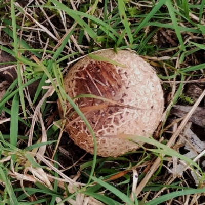 Scleroderma sp. (Scleroderma) at Potato Point, NSW - 2 May 2024 by Teresa