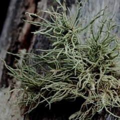 Usnea sp. (genus) (Bearded lichen) at Potato Point, NSW - 2 May 2024 by Teresa