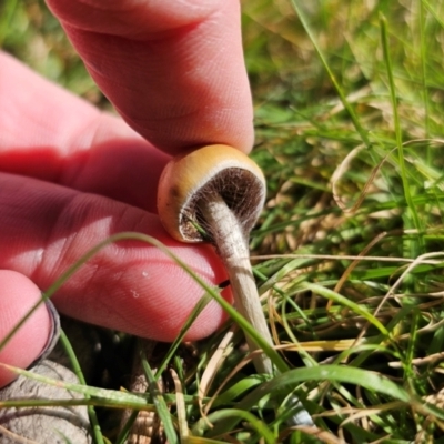 Psilocybe subaeruginosa (Psilocybe subaeruginosa) at Captains Flat, NSW - 3 May 2024 by Csteele4