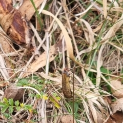 Chorista australis (Autumn scorpion fly) at Bungendore, NSW - 2 May 2024 by clarehoneydove