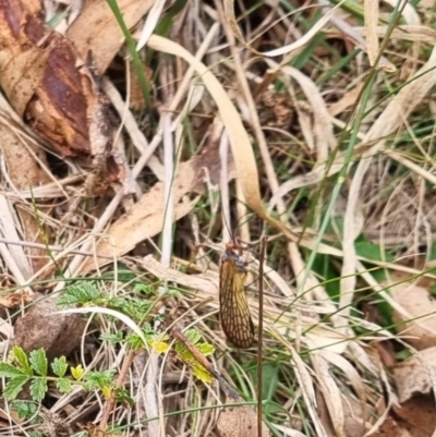 Chorista australis (Autumn scorpion fly) at Bungendore, NSW - 2 May 2024 by clarehoneydove