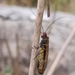 Chorista australis at QPRC LGA - 2 May 2024