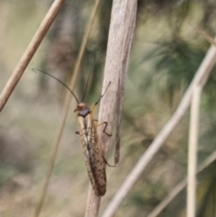 Chorista australis at QPRC LGA - 2 May 2024