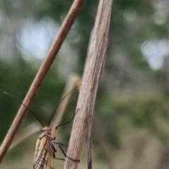 Chorista australis at QPRC LGA - 2 May 2024