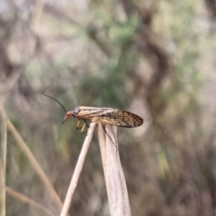 Chorista australis at QPRC LGA - 2 May 2024