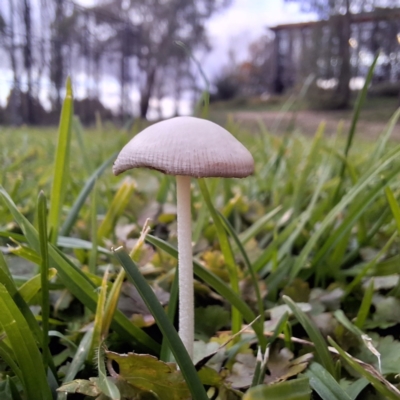 Oudemansiella gigaspora group (Rooting Shank) at Australian National University - 30 Apr 2024 by LouGaffey