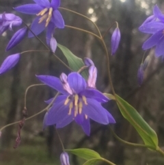 Stypandra glauca (Nodding Blue Lily) at The Rock, NSW - 4 May 2022 by CarmelB