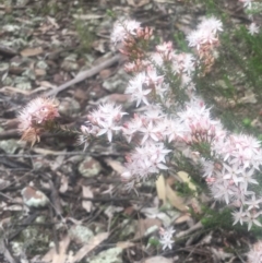 Calytrix tetragona (Common Fringe-myrtle) at The Rock, NSW - 4 May 2022 by CarmelB
